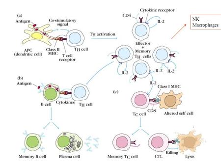 NK Macrophages. 本章大綱 1. Hematopoiesis ( 造血 ) 2. Cells of the Immune System 3. Organs of the Immune System.