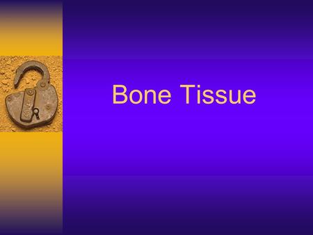 Bone Tissue.