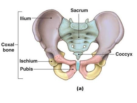 Blood Cell Production Bone Marrow Soft, fatty, vascular tissue that fills most bone cavities It is the place where new blood cells are produced. There.