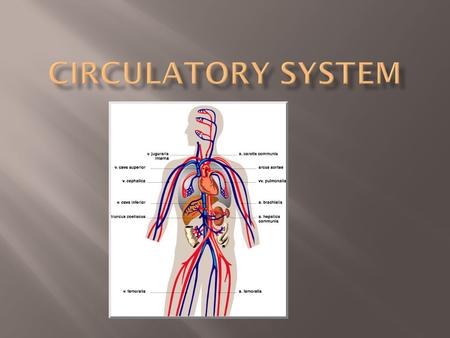  Transports food/ nutrients, oxygen, and chemicals to the cells.  Removes Carbon Dioxide and waste from the cells.  Transports cells to attack pathogens.