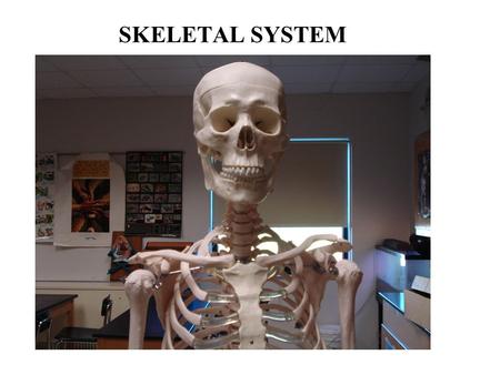 SKELETAL SYSTEM.