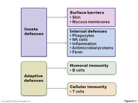 • Antimicrobial proteins • Fever