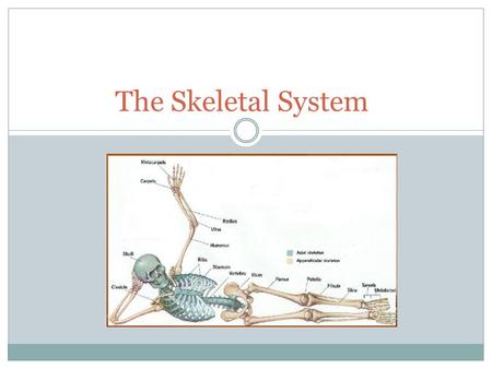 The Skeletal System.