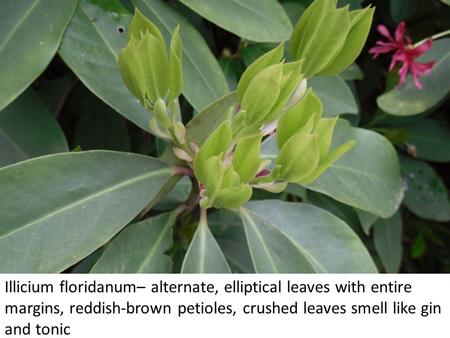 Illicium floridanum– alternate, elliptical leaves with entire margins, reddish-brown petioles, crushed leaves smell like gin and tonic.