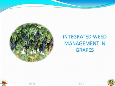 NextEnd. Grape (Vitis vinifera L.) vine is grown in West and South India especially in Maharashtra and Andhra Pradesh, to a great extent. The varieties.