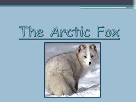 The Arctic Fox.