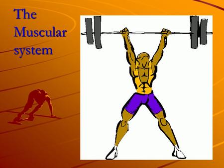 The Muscular system.