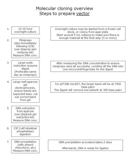 Molecular cloning overview Steps to prepare vector 1.12-16 hour overnight culture 2.Minipreps (day immediately following O/N) (use Qiaprep spin miniprep.