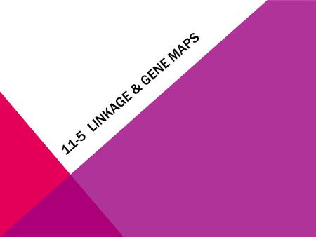 11-5 LINKAGE & GENE MAPS. 1. GENE LINKAGE Thomas Hunt did research on Drosophila ( fruit flies) From the experiment scientist learned that genes located.