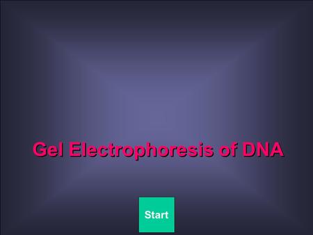 Gel Electrophoresis of DNA