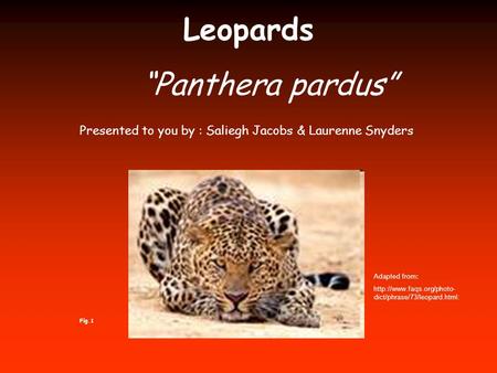 Leopards “Panthera pardus” Adapted from:  dict/phrase/73/leopard.html: Presented to you by : Saliegh Jacobs & Laurenne Snyders.