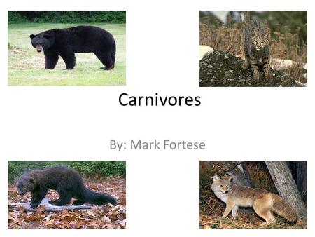 Carnivores By: Mark Fortese. Carnivora Comes from the Latin “caro”, meaning “flesh”, and “vorare”, meaning “to devour” Order of mammals 269 species world.