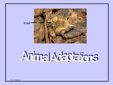 © A. Weinberg toad. © A. Weinberg Have you ever wondered how animals are able to survive in the wild? Animals have certain adaptations that help them.