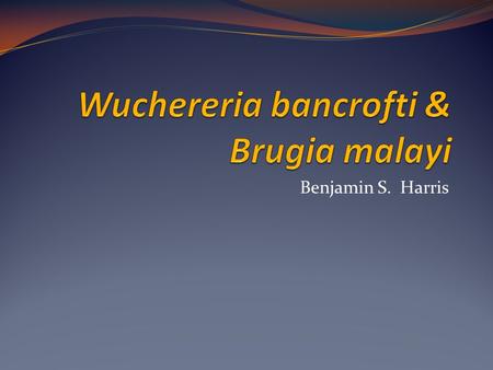 Wuchereria bancrofti & Brugia malayi