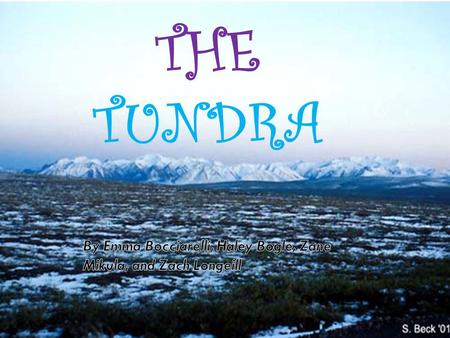 THE TUNDRA TUNDRA PLANTS By Haley Bogle What is the reproduction of the plants there?  Plants spread their seeds to reproduce  Soil is permanently.