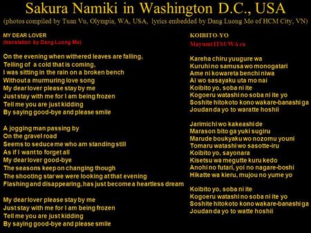 Sakura Namiki in Washington D.C., USA (photos compiled by Tuan Vu, Olympia, WA, USA, lyrics embedded by Dang Luong Mo of HCM City, VN) MY DEAR LOVER (translation.