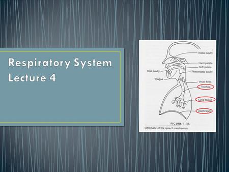 Breathing Basics Bigger Breaths Breathing for Speech.