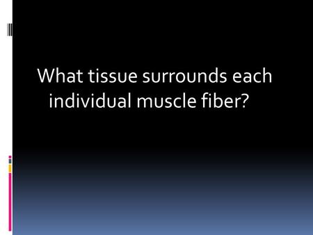 What tissue surrounds each individual muscle fiber?