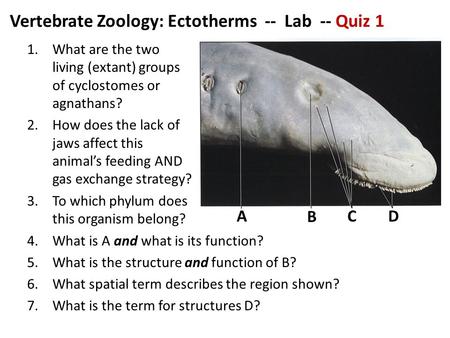 Vertebrate Zoology: Ectotherms -- Lab -- Quiz 1