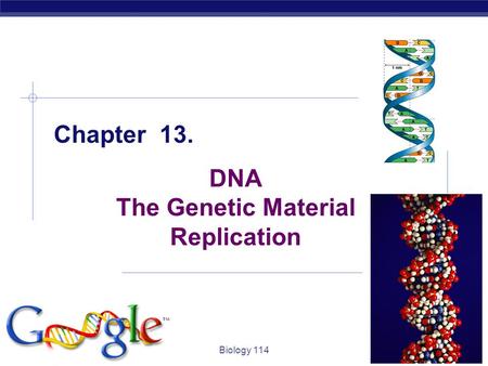 DNA The Genetic Material Replication