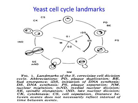 Yeast cell cycle landmarks. Isolation of temperature sensitive mutants 1500 ts mutants 146 Cdc- phenotype 32 cdc complementation groups.