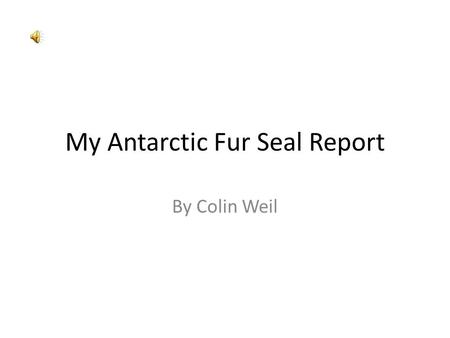 My Antarctic Fur Seal Report