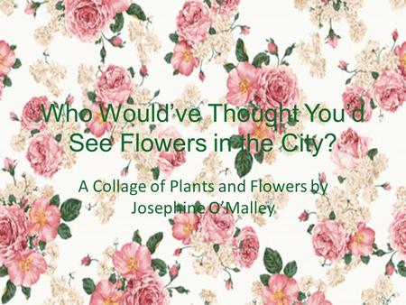 Who Would’ve Thought You’d See Flowers in the City? A Collage of Plants and Flowers by Josephine O’Malley.