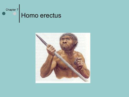 Chapter 7 Homo erectus. Nariokotome 1984 the bones of an 11 ½ year old boy were found under a tree along a dry stream channel west of Lake Turkana.