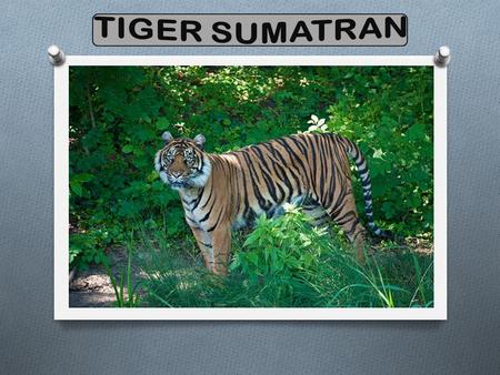 Size Adult males: up to eight feet from head to tail, up to 300 pounds; adult females: up to seven feet from head to tail, around 200 pounds Range The.