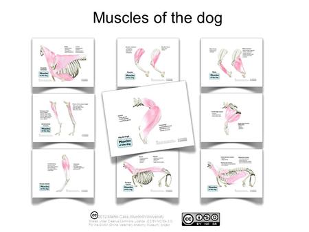 Muscles of the dog 2012 Martin Cake, Murdoch University