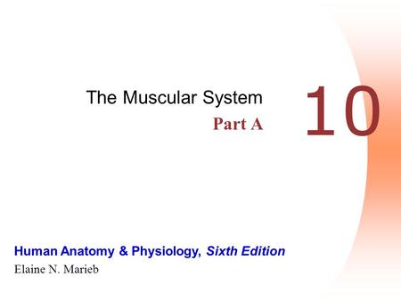 The Muscular System Part A