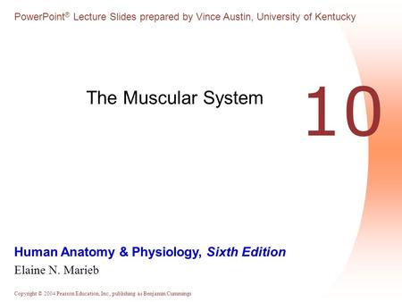 The Muscular System 10.