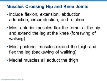 Muscles Crossing Hip and Knee Joints