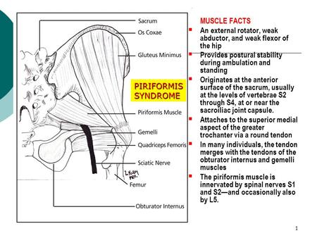 MUSCLE FACTS An external rotator, weak abductor, and weak flexor of the hip Provides postural stability during ambulation and standing Originates at the.