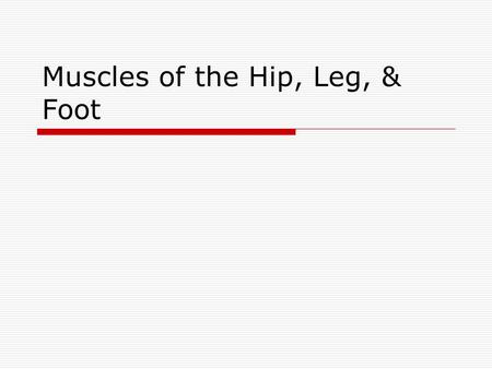 Muscles of the Hip, Leg, & Foot