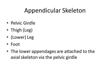 Appendicular Skeleton Pelvic Girdle Thigh (Leg) (Lower) Leg Foot The lower appendages are attached to the axial skeleton via the pelvic girdle.