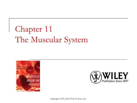 Chapter 11 The Muscular System