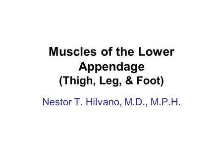 Muscles of the Lower Appendage (Thigh, Leg, & Foot)