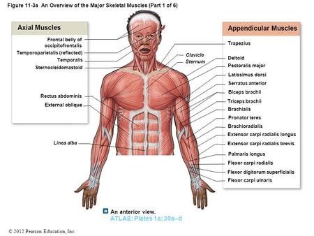 Figure 11-3a An Overview of the Major Skeletal Muscles (Part 1 of 6)