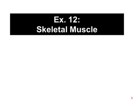 Ex. 12: Skeletal Muscle.