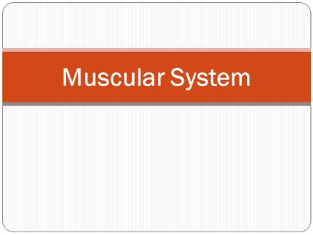 Muscular System.