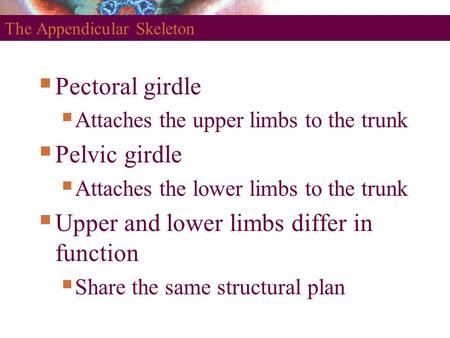 The Appendicular Skeleton