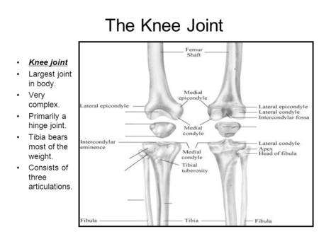 The Knee Joint Knee joint Largest joint in body. Very complex.