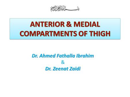 ANTERIOR & MEDIAL COMPARTMENTS OF THIGH