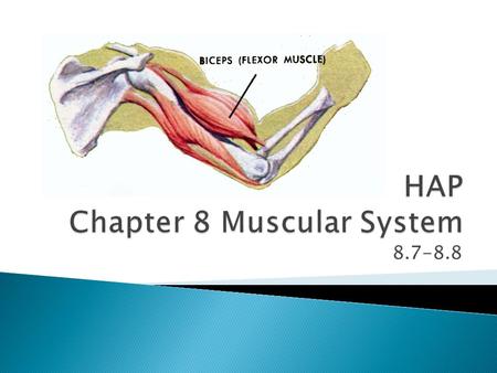 8.7-8.8. A. Read pg. 182… B. Origin and Insertion 1. Where do muscles attach? a. “one end attaches to an immovable part and one end attaches to a moveable.