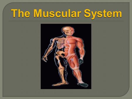 The Muscular System.