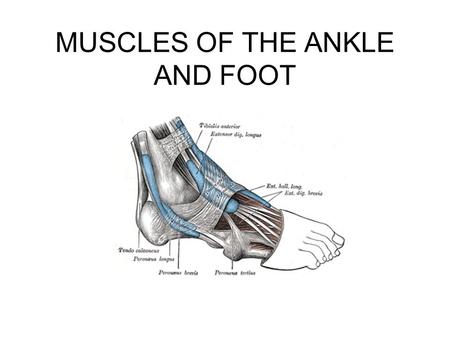 MUSCLES OF THE ANKLE AND FOOT