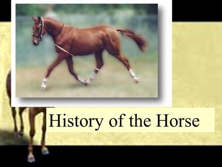                                                                  History of the Horse.