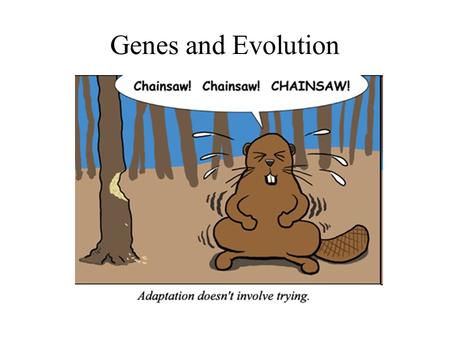 Genes and Evolution. What is a Population? Populations Evolve. Populations are groups of interbreeding individuals that live in the same place at the.