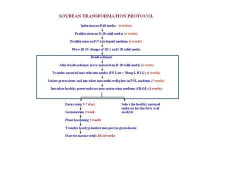 THE STEPS IN SOYBEAN SOMATIC EMBRYO TISSUE CULTURE AND TRANSFORMATION Dr. David Hildebrand’s lab University of Kentucky.